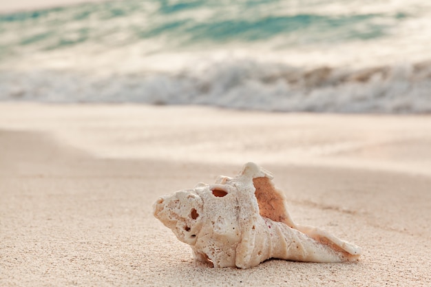 Primer plano de Big Shell en la playa al amanecer, vacaciones