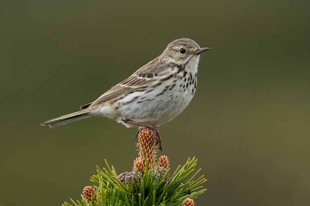 Primer plano de un bisbita de pradera en la naturaleza