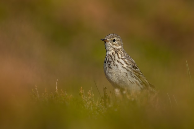 Primer plano de un bisbita de pradera en la naturaleza