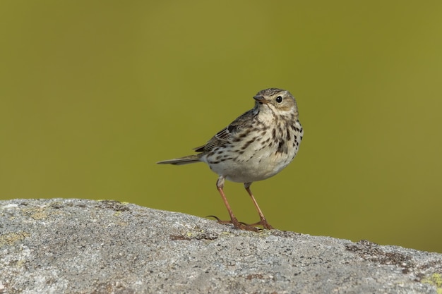 Primer plano de un bisbita de pradera en la naturaleza