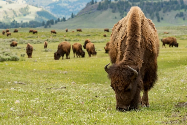 Primer plano de bisontes pastando en el Parque Nacional de Yellowstone en los EE.