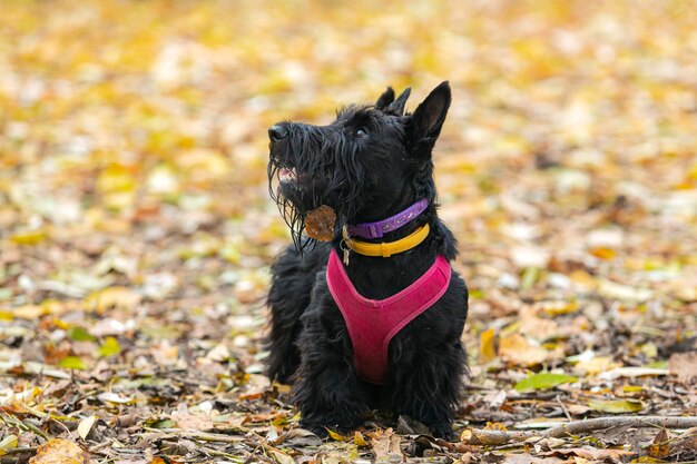 Primer plano de Black Scottish Terrier en el fondo de las hojas caídas.