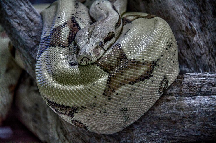 Foto primer plano de una boa constrictora en una rama