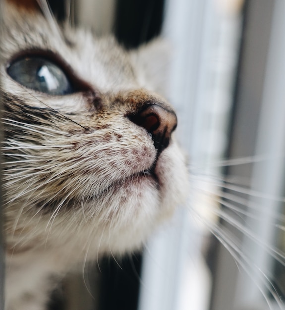 Foto primer plano de la boca de un gatito