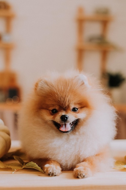 Primer plano de la boca de un pequeño pomeranian esponjoso rojo sobre una mesa de madera. Productos para mascotas. perro mira a la cámara. cálido concepto de otoño. espacio para texto. foto de alta calidad