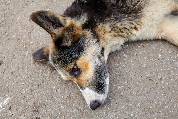 Primer plano de la boca del perro mestizo acostado al costado de la carretera.