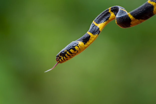 Primer plano de Boiga dendrophila