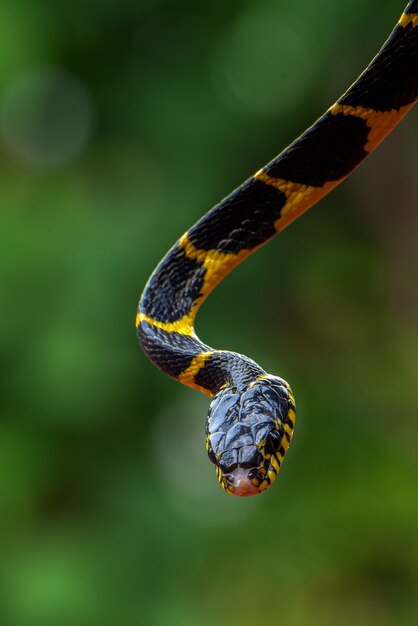 Primer plano de Boiga dendrophila