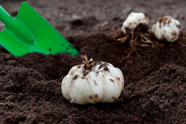 Primer plano de la bombilla de lirio Plantación o trasplante de flores bulbosas en el suelo en otoño Listo para plantar