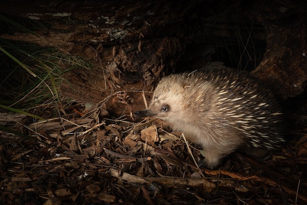 Primer plano de una bonita equidna de pico corto en el zoológico