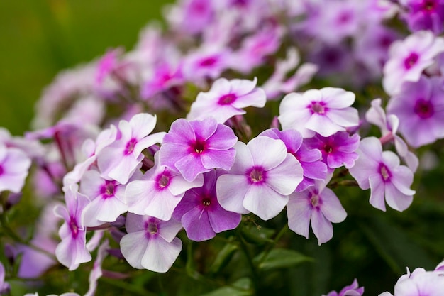 Primer plano de una bonita variedad de flores de phlox a rayas rosas Phlox maculata Natascha i