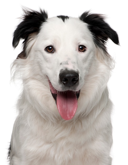 Primer plano de Border Collie, 10 meses de edad,