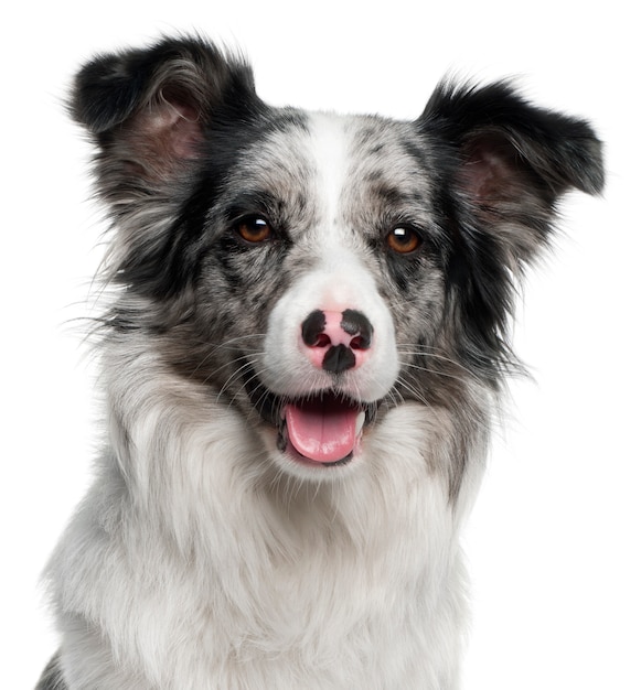 Primer plano de Border Collie, 11 meses de edad,