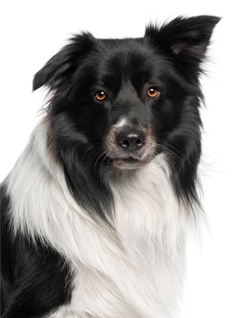 Primer plano de Border Collie, 3 años y medio,