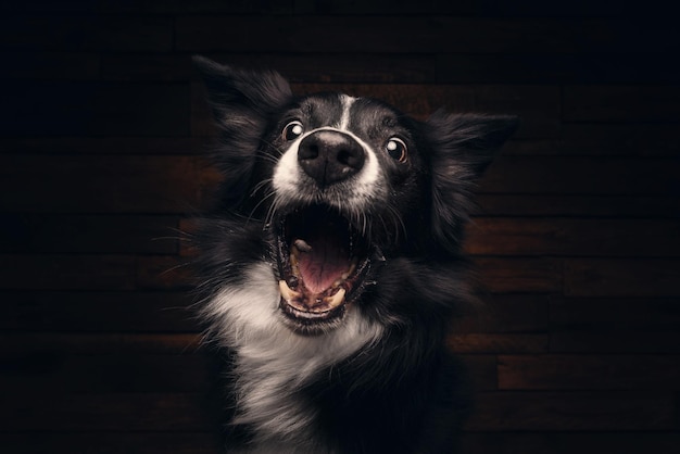 Primer plano de un Border Collie con una cara graciosa