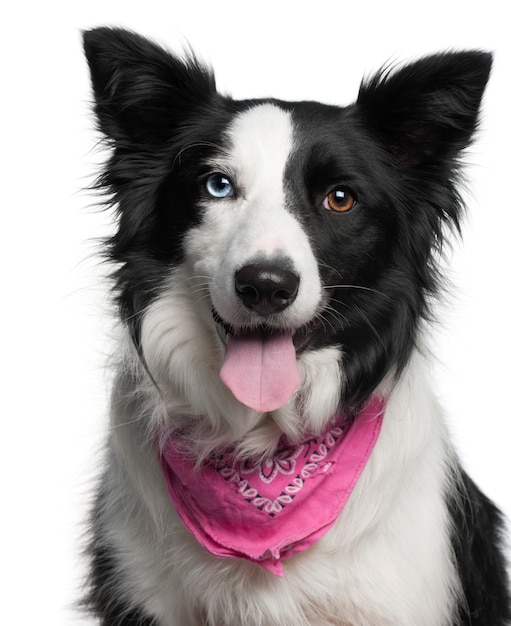 Primer plano de Border Collie con pañuelo rosa, 2 años de edad,