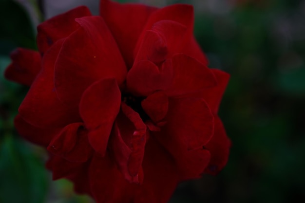 Primer plano borroso hermosa rosa roja oscura