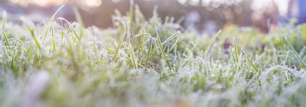 Foto primer plano borroso panorama de fondo natural hierba congelada con rama de hielo en invierno