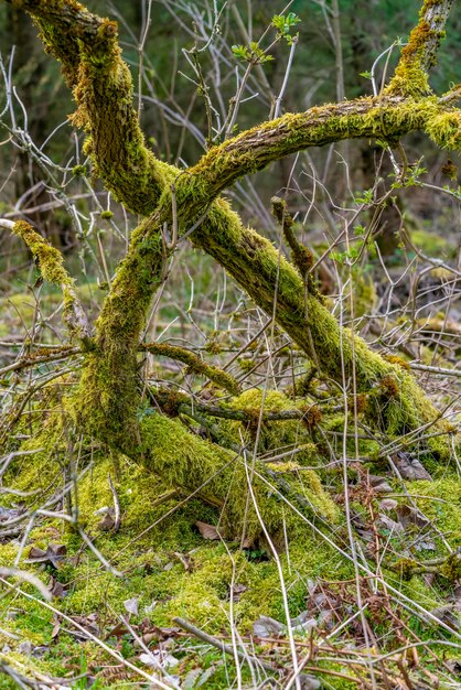 Primer plano de un bosque natural