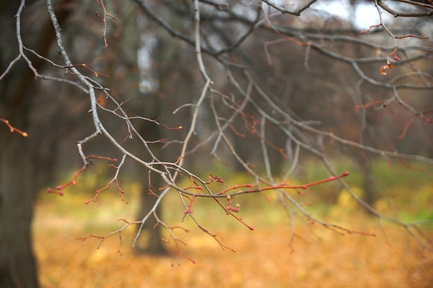 Primer plano del bosque de otoño