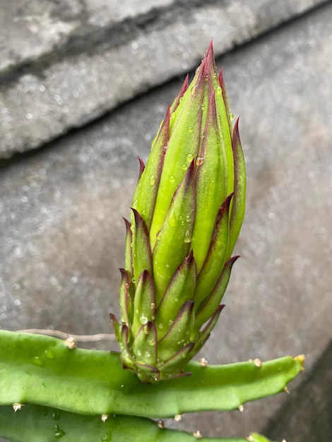 Un primer plano de un botón floral que está a punto de abrirse