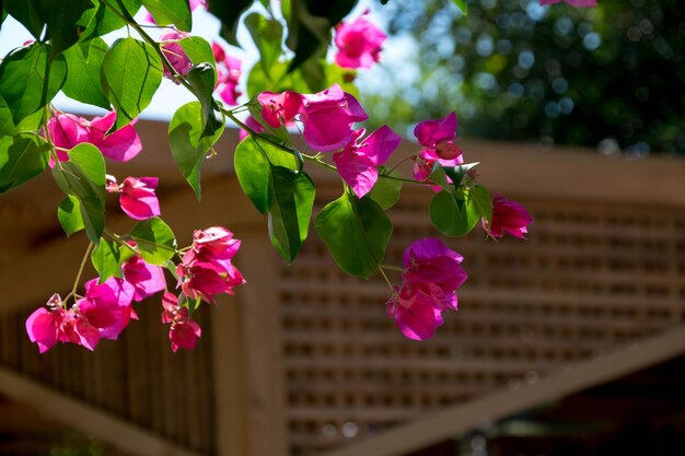 Un primer plano de una bougainvillea rosada que florece al aire libre