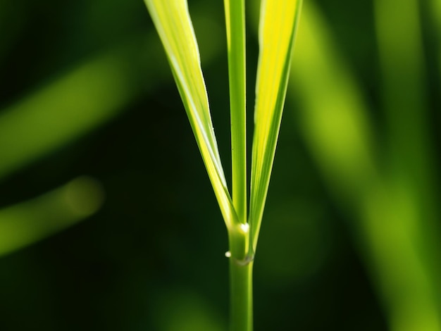 Un primer plano de una brizna de hierba con un fondo verde.