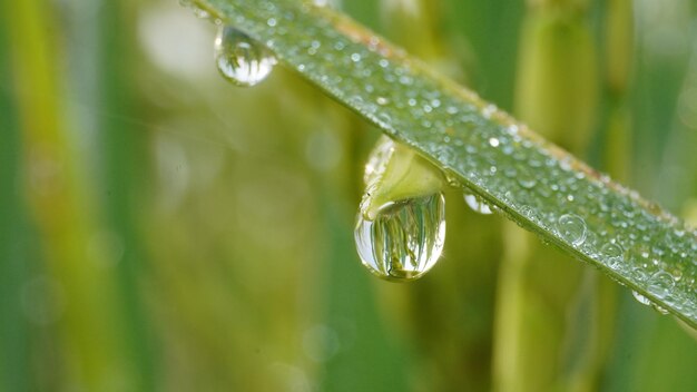 Un primer plano de una brizna de hierba con la palabra lluvia sobre ella