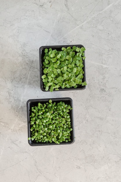 Primer plano de brócoli microverde. Surtido de microgreens orgánicos frescos.