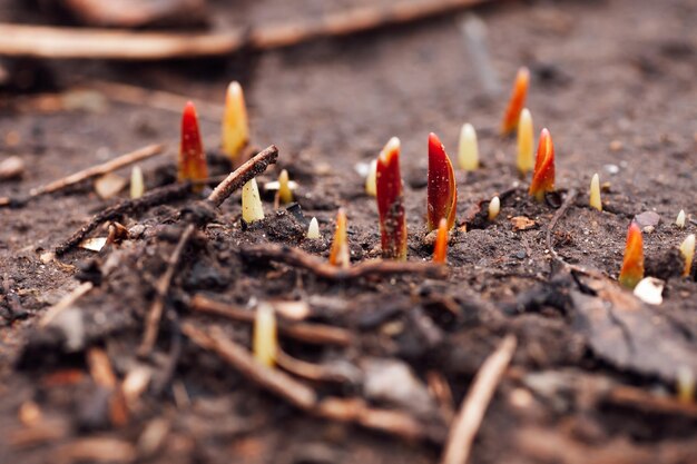 Primer plano de brotar peonías rojas y amarillas que crecen cerca unas de otras en tierra húmeda en el jardín durante el día Observando la naturaleza despertándose después de la temporada de invierno