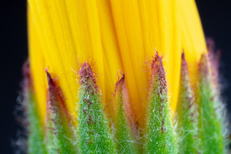 Foto un primer plano de un brote de flor amarilla