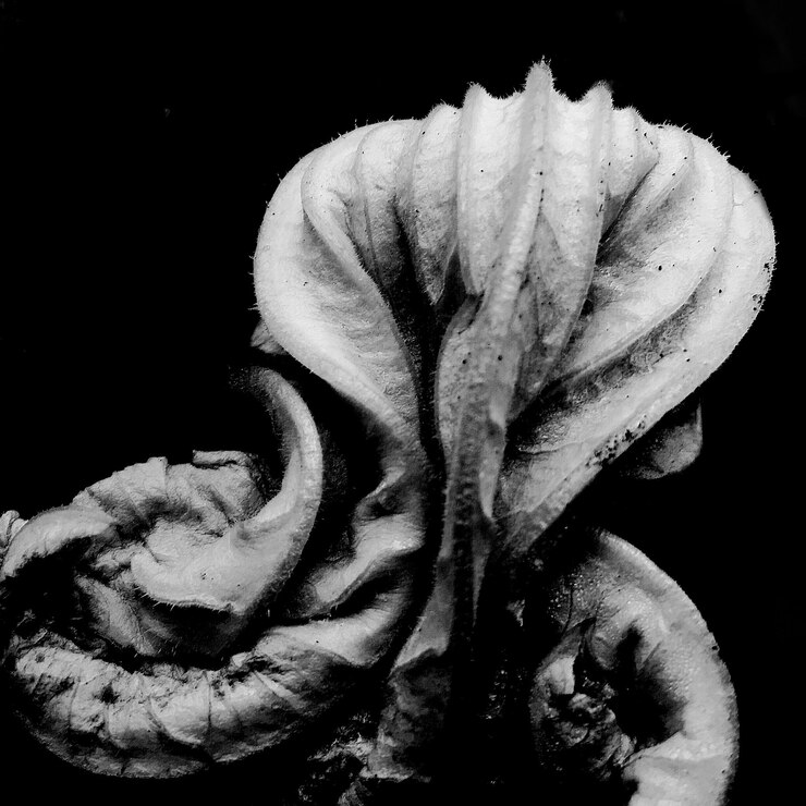 Foto primer plano de un brote de flor de calabaza contra un fondo negro