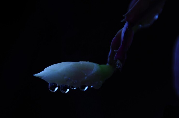 Foto primer plano de un brote de flor húmedo por la noche
