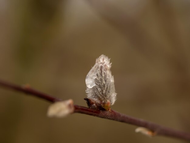 Primer plano de un brote de flor marchitado