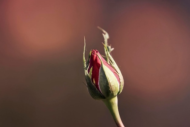 Foto primer plano del brote de la flor roja