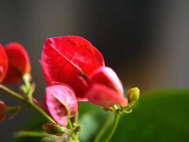 Primer plano del brote de la flor de la rosa roja