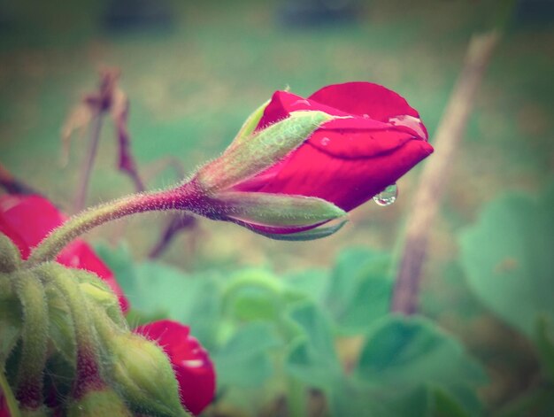 Foto primer plano del brote de la flor de la rosa rosada