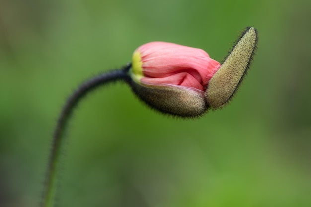 Primer plano de un brote de flor rosada