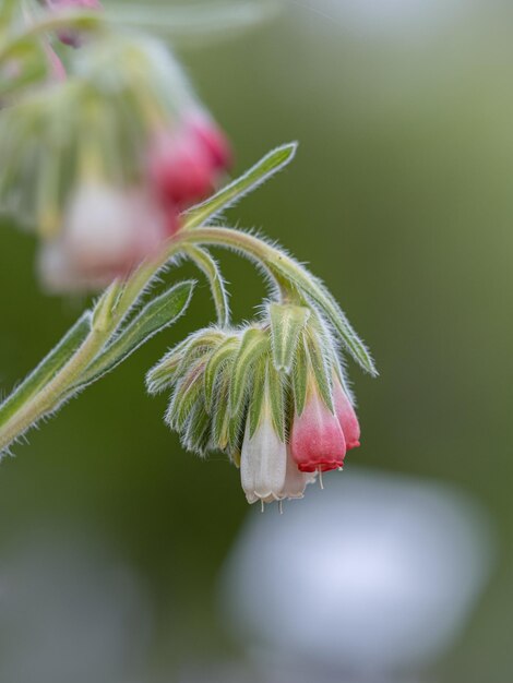 Foto primer plano de un brote de flor rosada