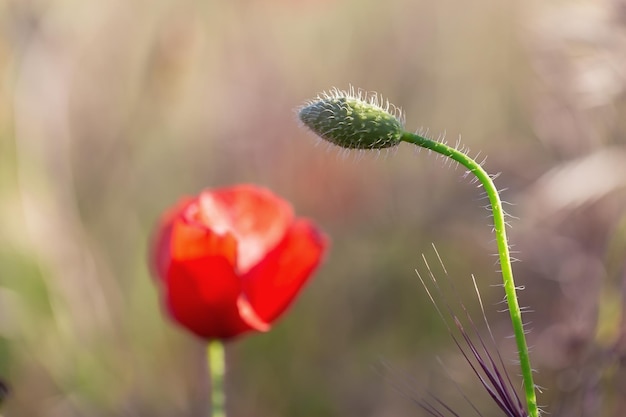 Foto primer plano de los brotes de las flores de la amapola roja