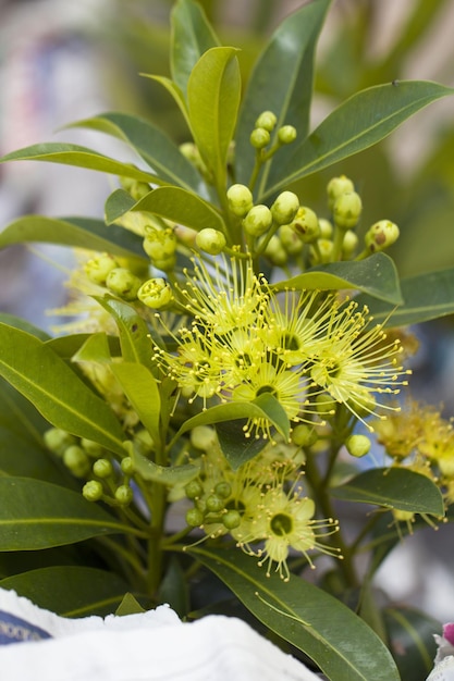 Foto primer plano de los brotes de flores amarillas