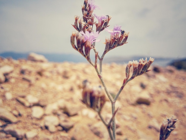 Foto primer plano de los brotes de flores en el campo