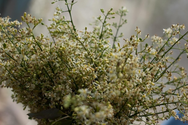 Primer plano de brotes de flores que crecen al aire libre