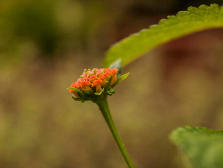 Foto primer plano de los brotes de flores rojas que crecen en la planta