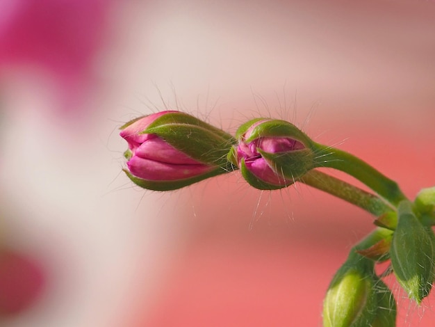 Primer plano de los brotes de flores rosadas