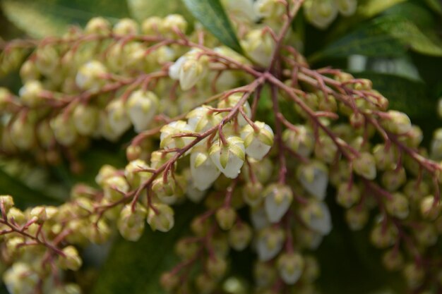 Foto primer plano de los brotes de las flores