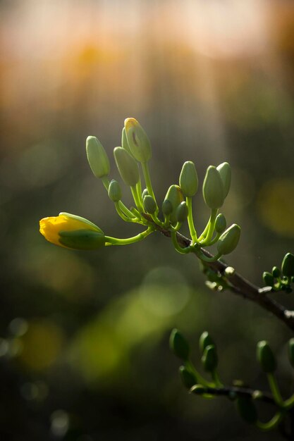 Foto primer plano de los brotes de las flores