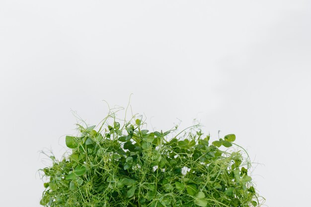 Primer plano de brotes de guisante verde micro sobre una superficie blanca en una maceta con tierra. Comida y estilo de vida saludables.