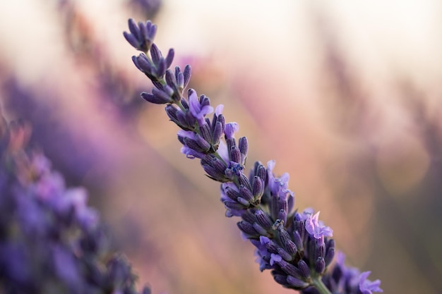 Primer plano de brotes de lavanda que crecen al aire libre