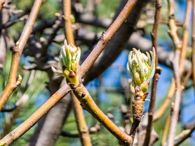 Un primer plano de los brotes de las peras a principios de la primavera